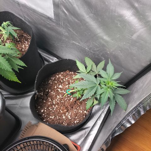 Green Gelato Automatic growlog timeline photo