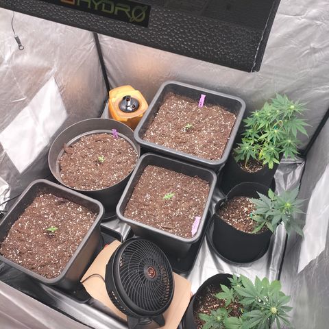 Green Gelato Automatic growlog timeline photo