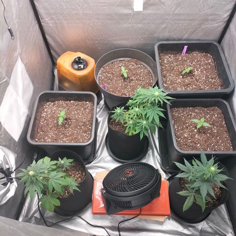 Green Gelato Automatic growlog timeline photo