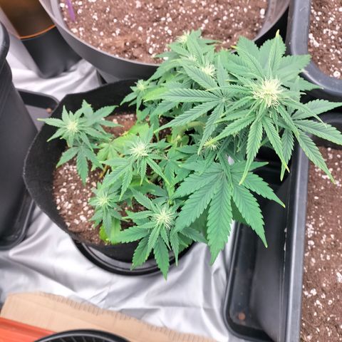 Green Gelato Automatic growlog timeline photo