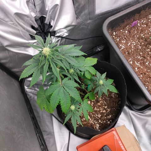 Green Gelato Automatic growlog timeline photo