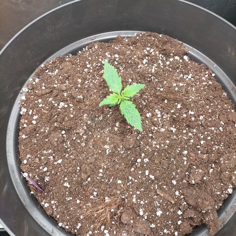 Green Gelato Automatic growlog timeline photo
