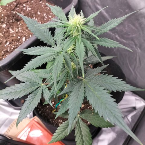 Green Gelato Automatic growlog timeline photo