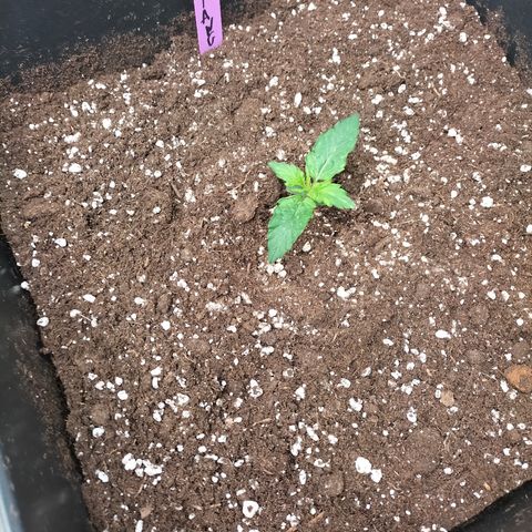 Green Gelato Automatic growlog timeline photo