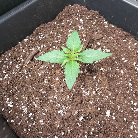 Green Gelato Automatic growlog timeline photo