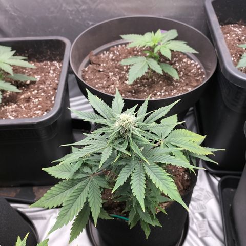 Green Gelato Automatic growlog timeline photo