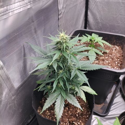 Green Gelato Automatic growlog timeline photo