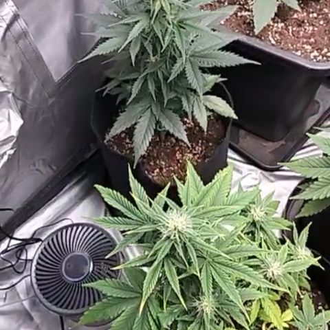 Green Gelato Automatic growlog timeline photo
