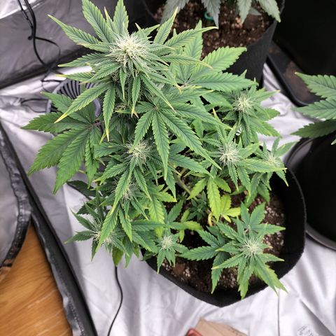 Green Gelato Automatic growlog timeline photo