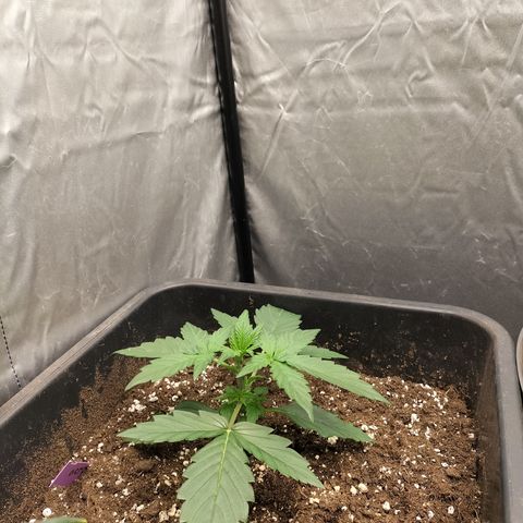 Green Gelato Automatic growlog timeline photo