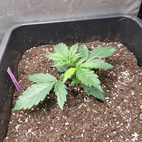 Green Gelato Automatic growlog timeline photo