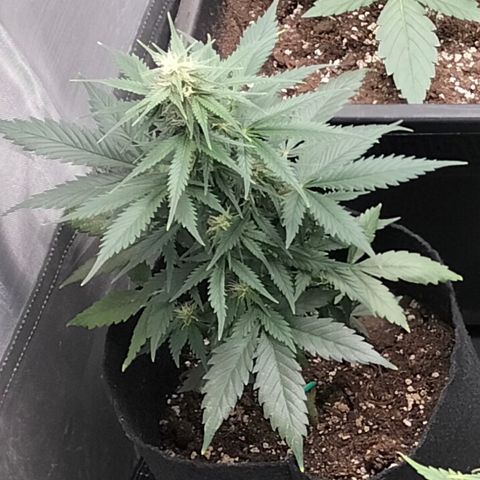 Green Gelato Automatic growlog timeline photo