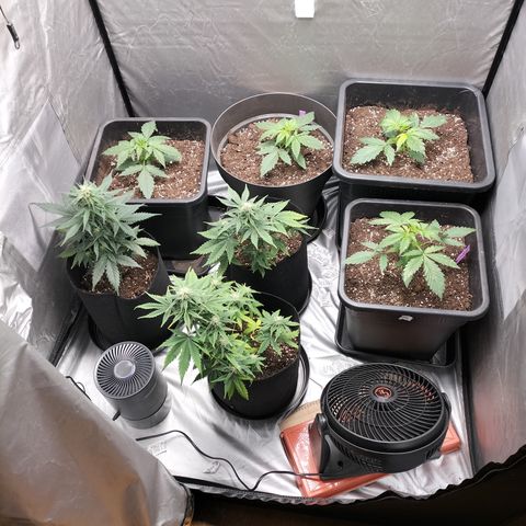 Green Gelato Automatic growlog timeline photo