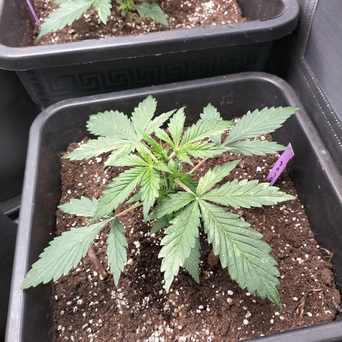 Green Gelato Automatic growlog timeline photo