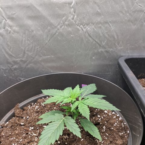 Green Gelato Automatic growlog timeline photo