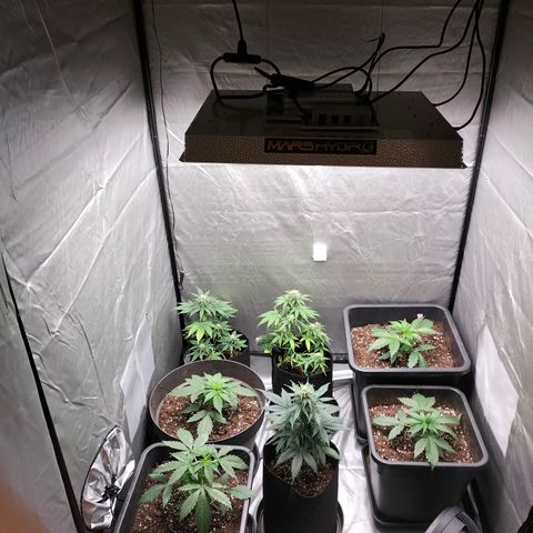 Green Gelato Automatic growlog timeline photo