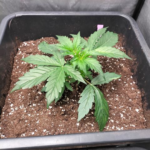 Green Gelato Automatic growlog timeline photo