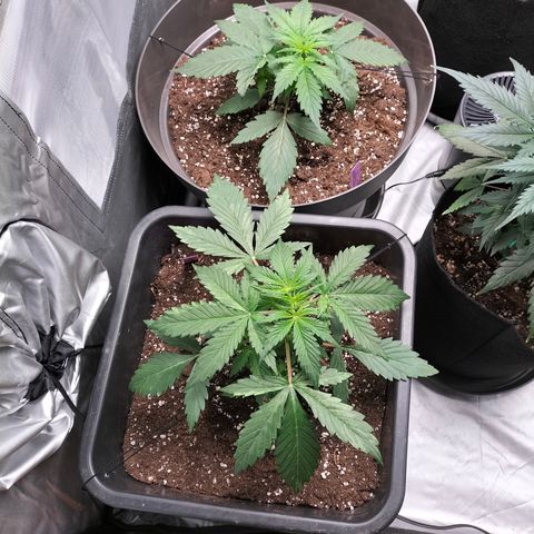 Green Gelato Automatic growlog timeline photo