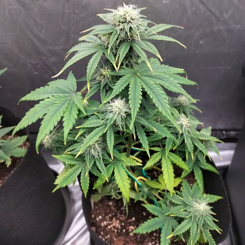 Green Gelato Automatic growlog timeline photo