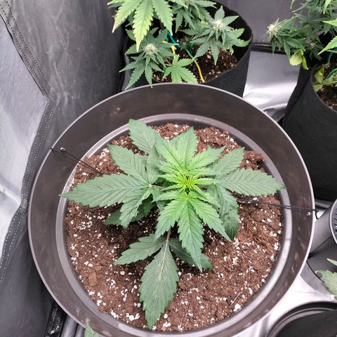 Green Gelato Automatic growlog timeline photo