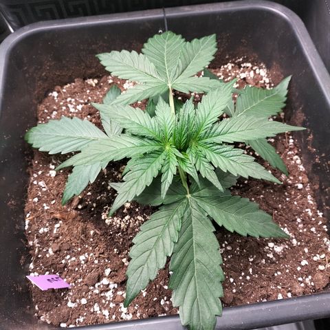Green Gelato Automatic growlog timeline photo
