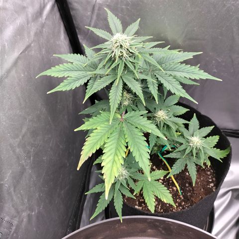 Green Gelato Automatic growlog timeline photo