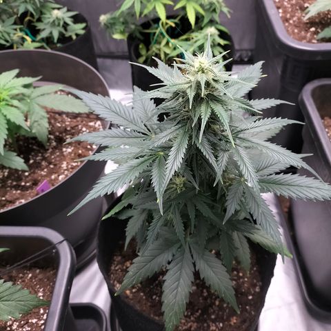 Green Gelato Automatic growlog timeline photo