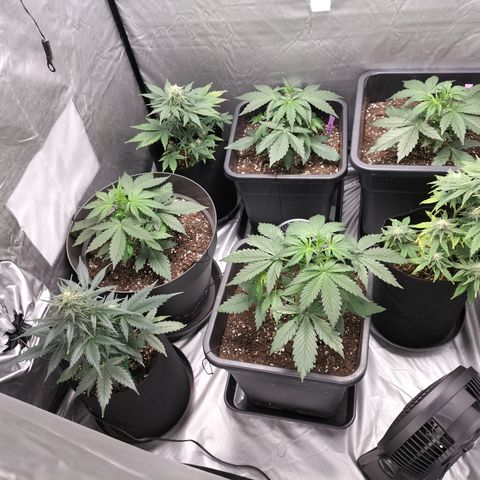 Green Gelato Automatic growlog timeline photo