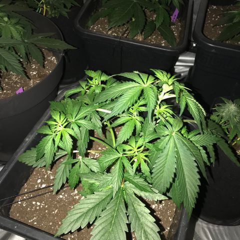 Green Gelato Automatic growlog timeline photo