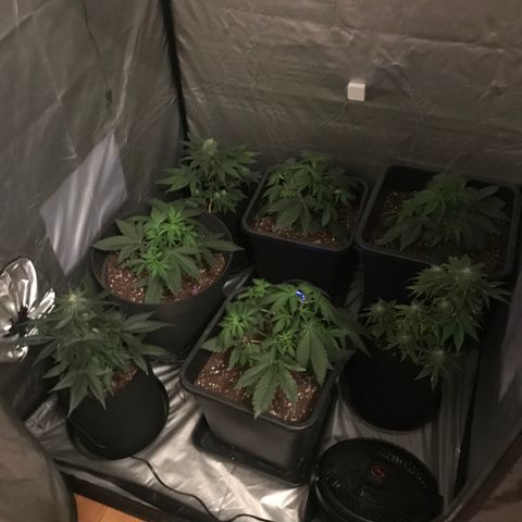 Green Gelato Automatic growlog timeline photo