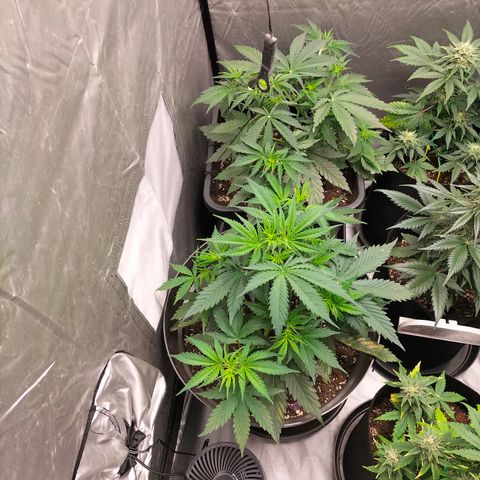 Green Gelato Automatic growlog timeline photo