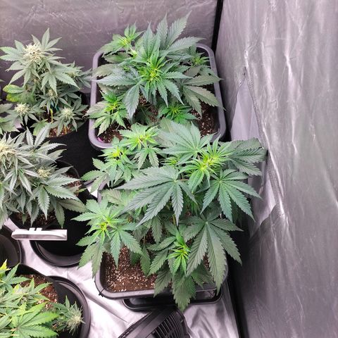 Green Gelato Automatic growlog timeline photo