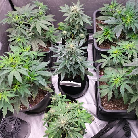 Green Gelato Automatic growlog timeline photo