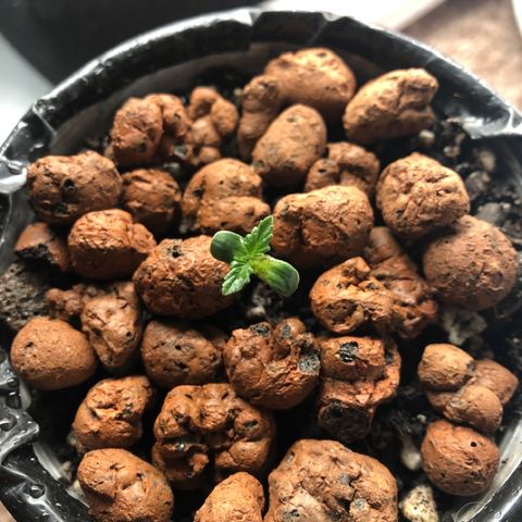 Backup Singer #3 (Bagseed) growlog timeline photo