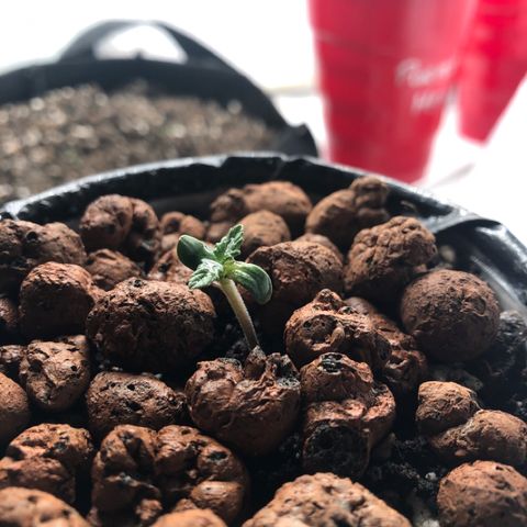 Backup Singer #3 (Bagseed) growlog timeline photo