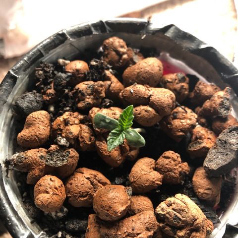 Super Critical (Bagseed) growlog timeline photo