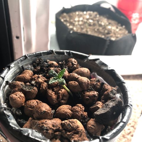 Super Critical (Bagseed) growlog timeline photo
