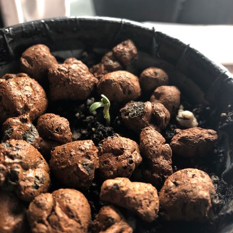 Purple Headband (Bagseed) growlog timeline photo