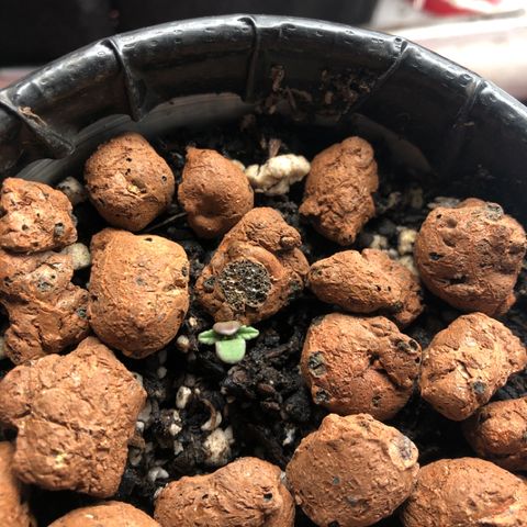 Purple Headband (Bagseed) growlog photo: So weird and slow compared to the other two. For some reason I get the strong feeling she’s a girl. Sounds bad when I type that all out ahaha.
