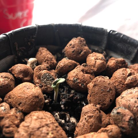 Purple Headband (Bagseed) growlog photo: So weird and slow compared to the other two. For some reason I get the strong feeling she’s a girl. Sounds bad when I type that all out ahaha.
