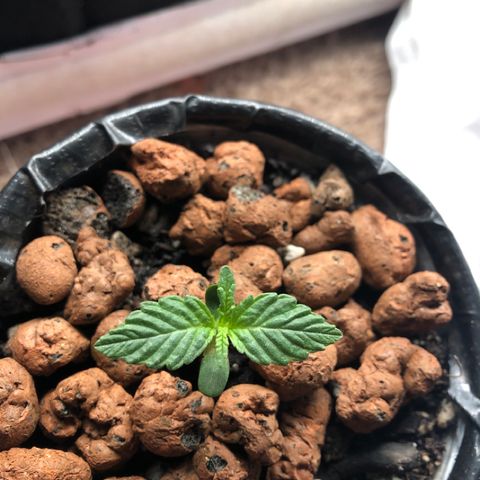 Backup Singer #3 (Bagseed) growlog photo: I’m assuming that due to this genetic strain being used to a more humid climate, some leaves come out a bit deformed. I saw the same with AK-47.
