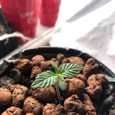 Backup Singer #3 (Bagseed) growlog photo: I’m assuming that due to this genetic strain being used to a more humid climate, some leaves come out a bit deformed. I saw the same with AK-47.
