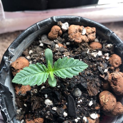 Super Critical (Bagseed) growlog photo: Nice uniform growth, let’s see if the wide fan leaves continue throughout maturity. Wouldn’t mind this one turning out to be male. 