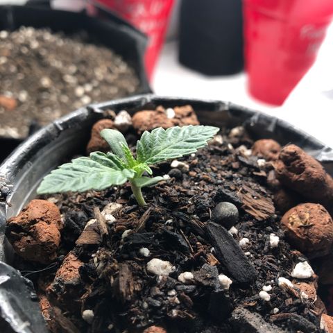 Super Critical (Bagseed) growlog photo: Nice uniform growth, let’s see if the wide fan leaves continue throughout maturity. Wouldn’t mind this one turning out to be male. 