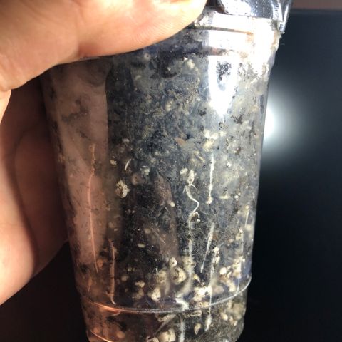 Super Critical (Bagseed) growlog photo: I should have taken pictures but yesterday there was only one visible root, now they’re everywhere. 
