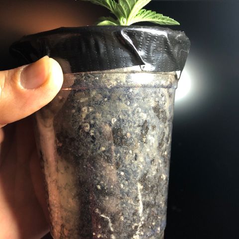 Super Critical (Bagseed) growlog photo: I should have taken pictures but yesterday there was only one visible root, now they’re everywhere. 
