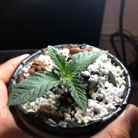 Super Critical (Bagseed) growlog photo: Almost past the seedling stage, they grow up
so fast. 