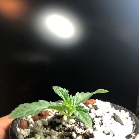 Super Critical (Bagseed) growlog photo: Almost past the seedling stage, they grow up
so fast. 