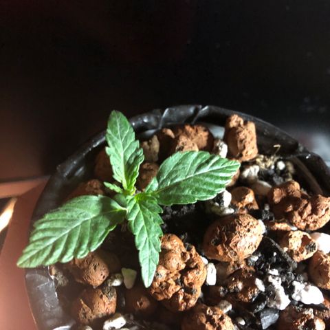 Backup Singer #3 (Bagseed) growlog photo: It’s always the backup singers that’ll surprise you. Coming along nicely, some good root structure as well. 
