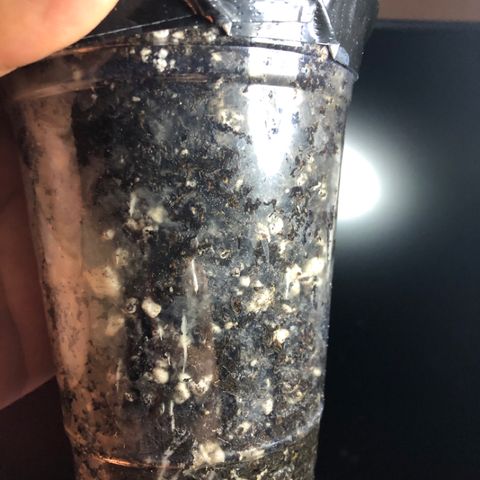 Backup Singer #3 (Bagseed) growlog photo: It’s always the backup singers that’ll surprise you. Coming along nicely, some good root structure as well. 